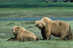 osos grizzlies